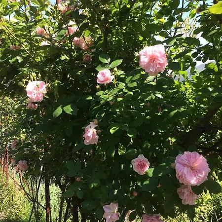 Ponzio * Γένοβα